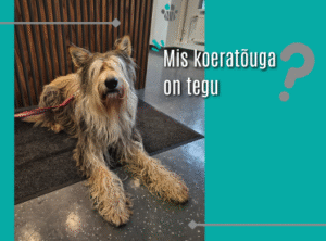 Mis koeratõuga on tegu?