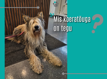 Mis koeratõuga on tegu?