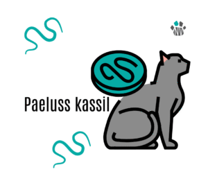 paeluss kassil