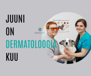 LEMMIKLOOMADE-nahaprobleemid-nordicvet