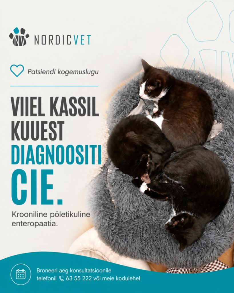 kassi CIE