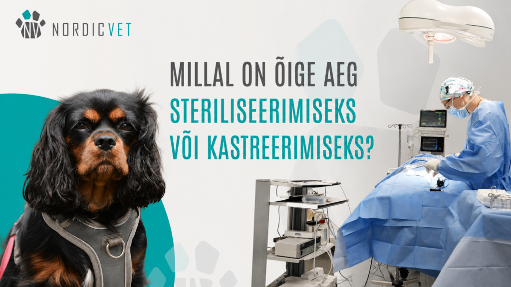 Koera steriliseerimine NordicVeti loomakliinikus