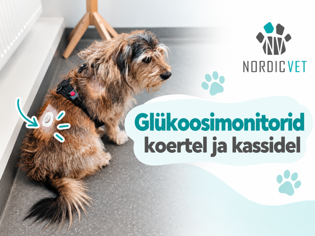 diabeet koeral