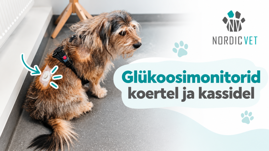 Glükoosimonitorid koertele ja kassidele Diabeediga lemmiku eest hoolitsemine nõuab omajagu tähelepanu. Lisaks igapäevasele ravile on oluline regulaarselt jälgid